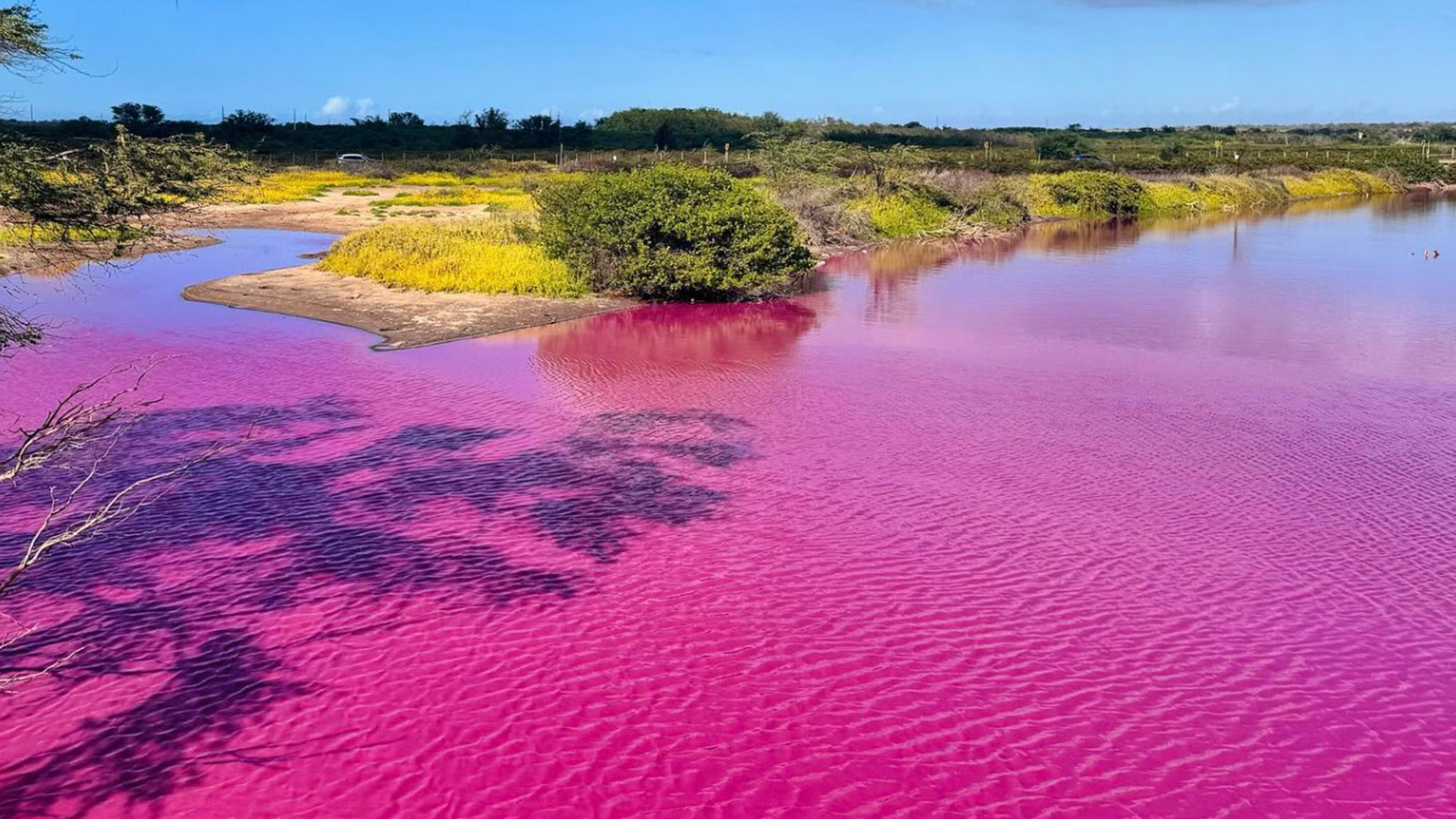 <p>Вода в озере на территории Национального заповедника дикой природы &laquo;Кеалия Понд&raquo; окрасилась в розовый цвет</p>