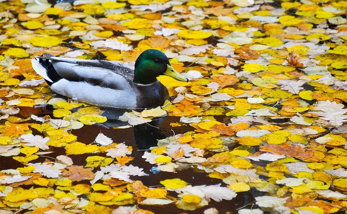 Игорь Иванко / АГН «Москва»