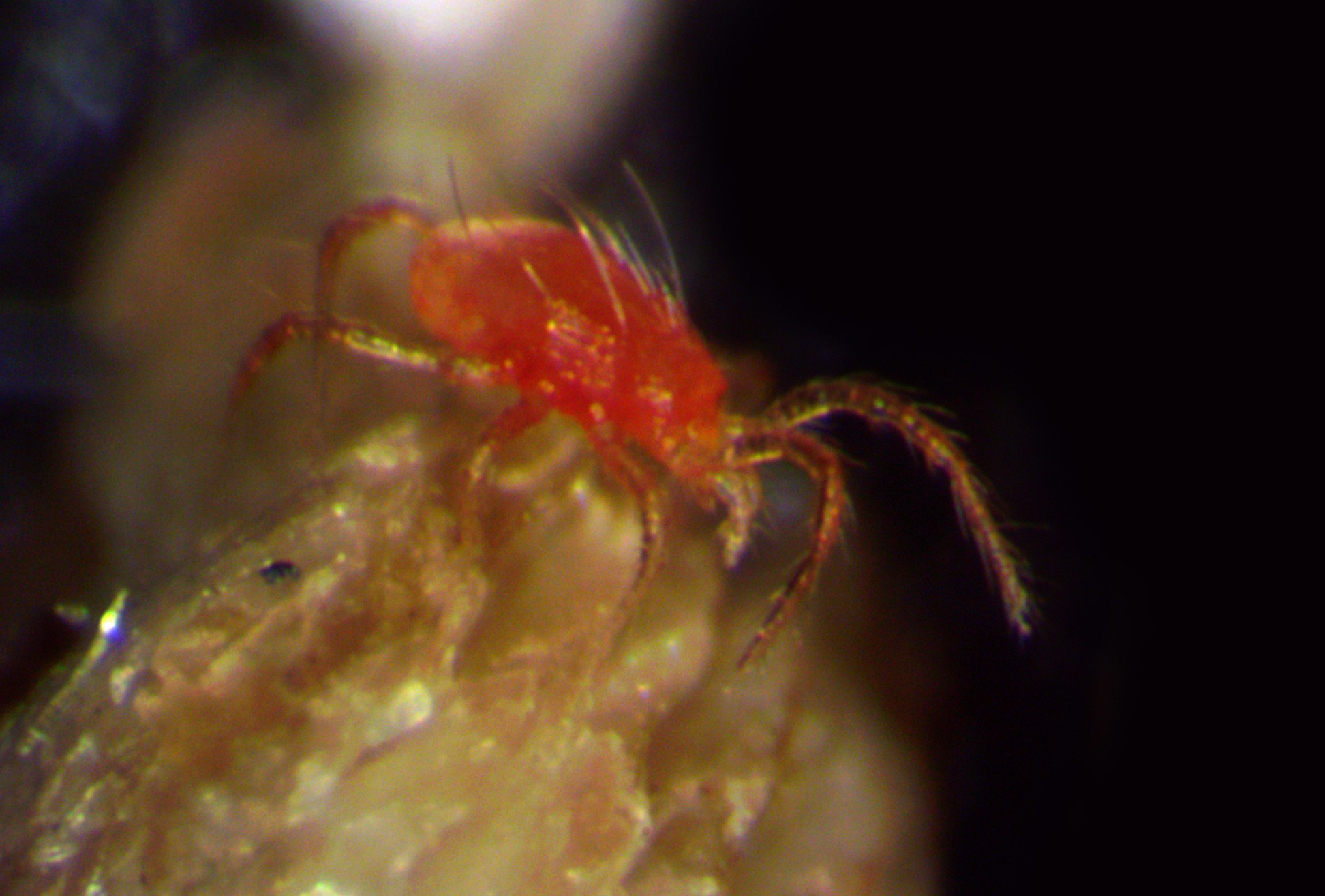 Хищный клещ Phytoseiulus persimilis, применяемый для борьбы с паутинным клещом