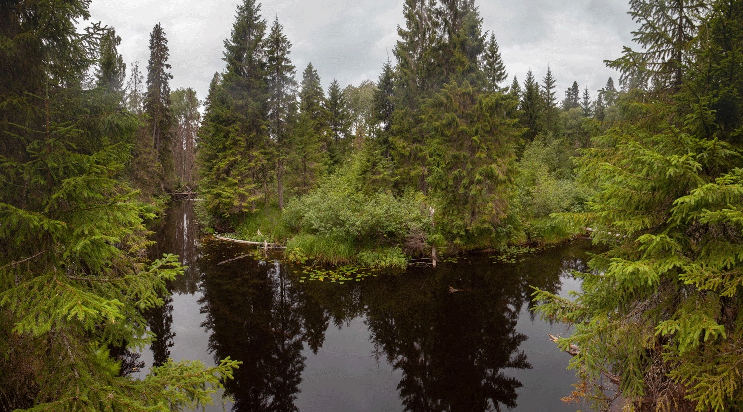 Старовозрастные леса верховьев реки Колпь в Бокситогорском районе Ленинградской области