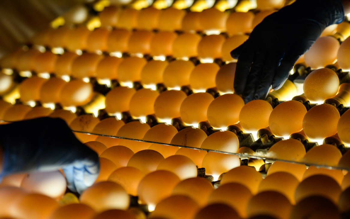 Производители мяса птицы и яиц в России договорились о сдерживании цен