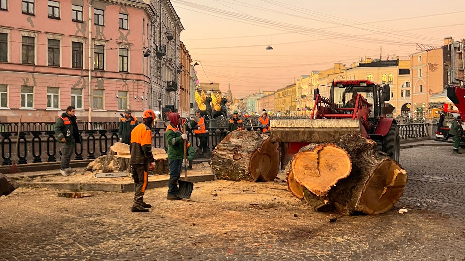 В Петербурге спилили Берлинский тополь. Ему было больше 100 лет