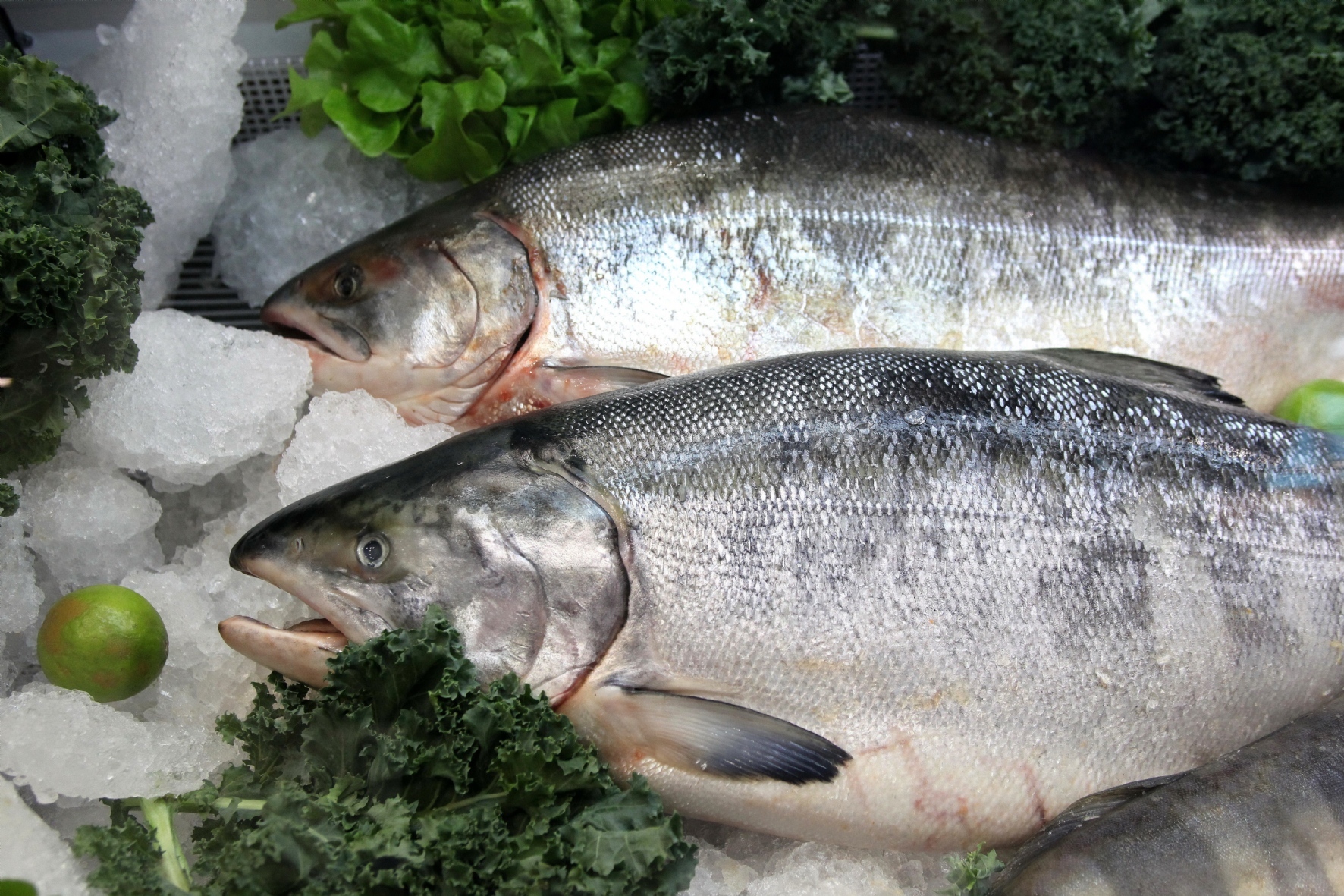 Фото: Холявчук Светлана/PhotoXPress.ru