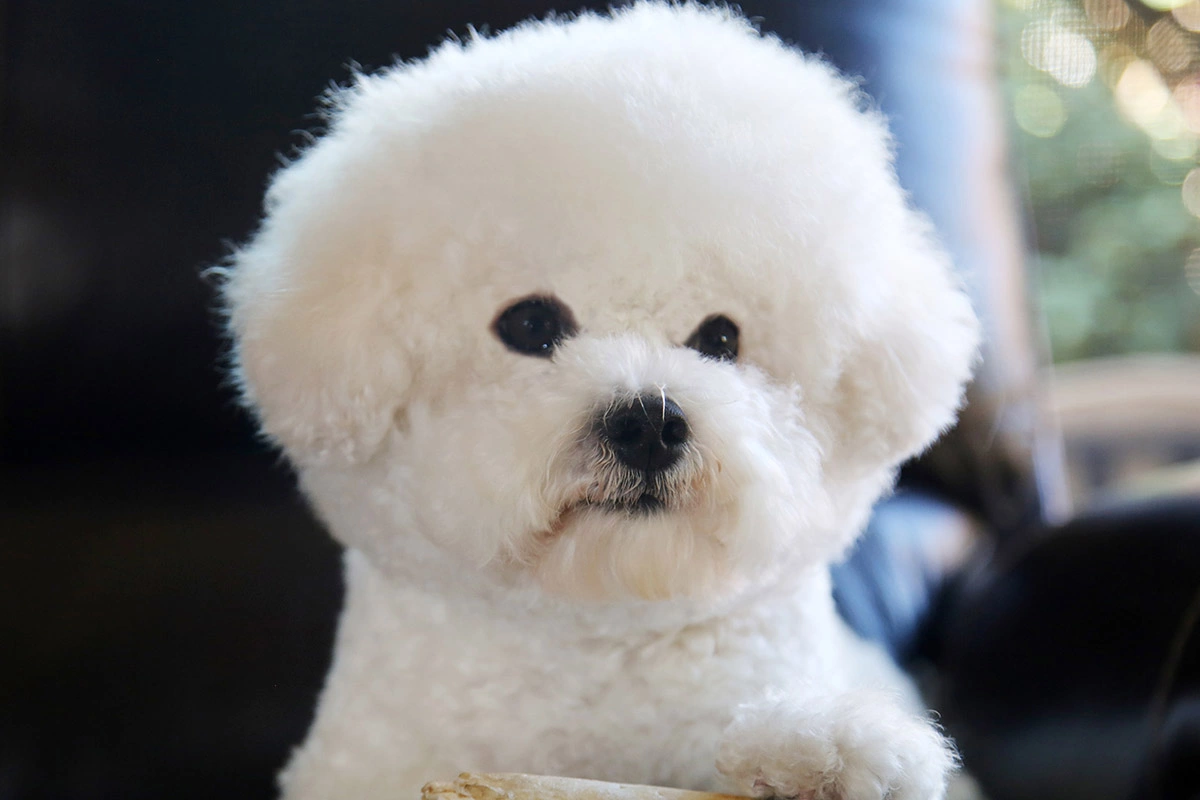 <p>Бишон-фризе &mdash; гордая, жизнерадостная, энергичная маленькая собака с завитками шерсти, напоминающими шерсть монгольской козы</p>