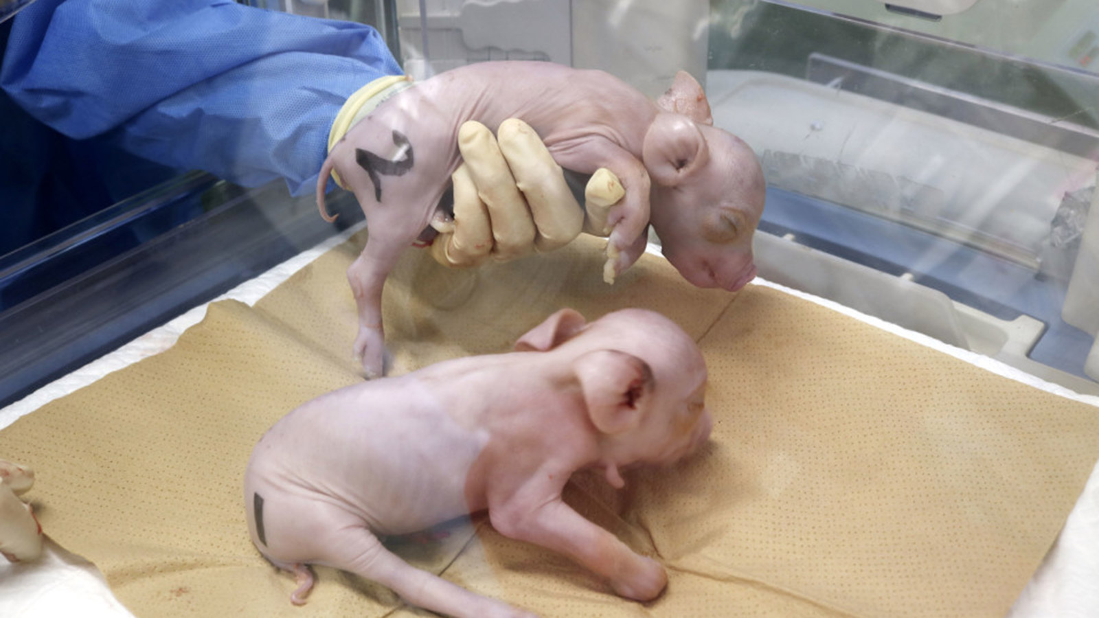 <p>Ученые клонировали поросят из клеток генно-модифицированной свиньи, выведенной для межвидовой трансплантации органов человеку</p>