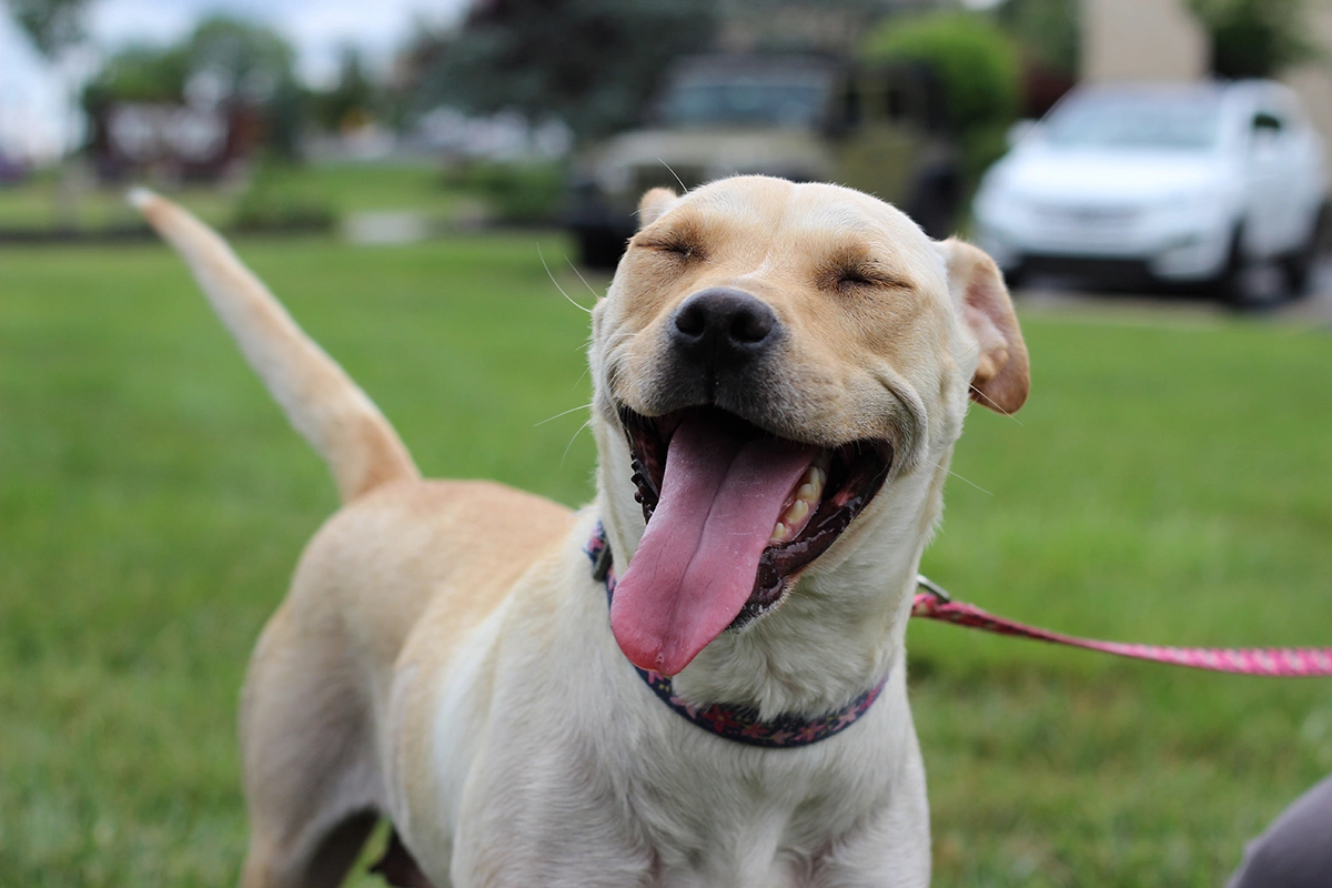 Призыв к ласке видно сразу: питомец виляет хвостом, приседает, подставляет живот или спину, приглашая к игре