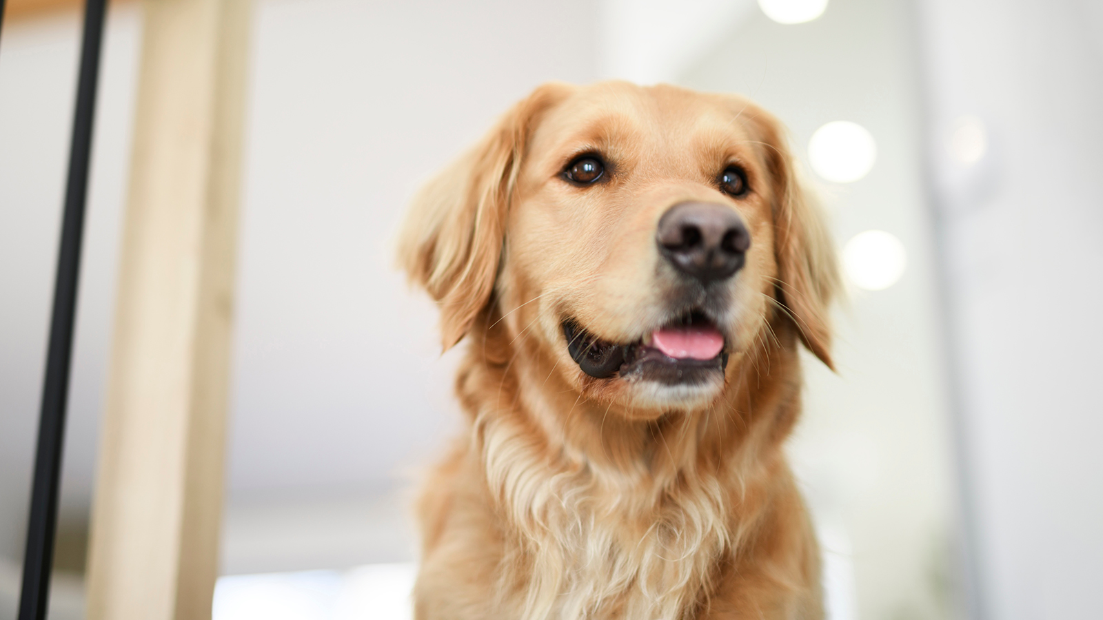 В московских музеях появятся особые зоны для питомцев