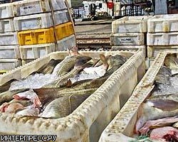 В Петербурге арестована партия некачественной рыбы из КНР