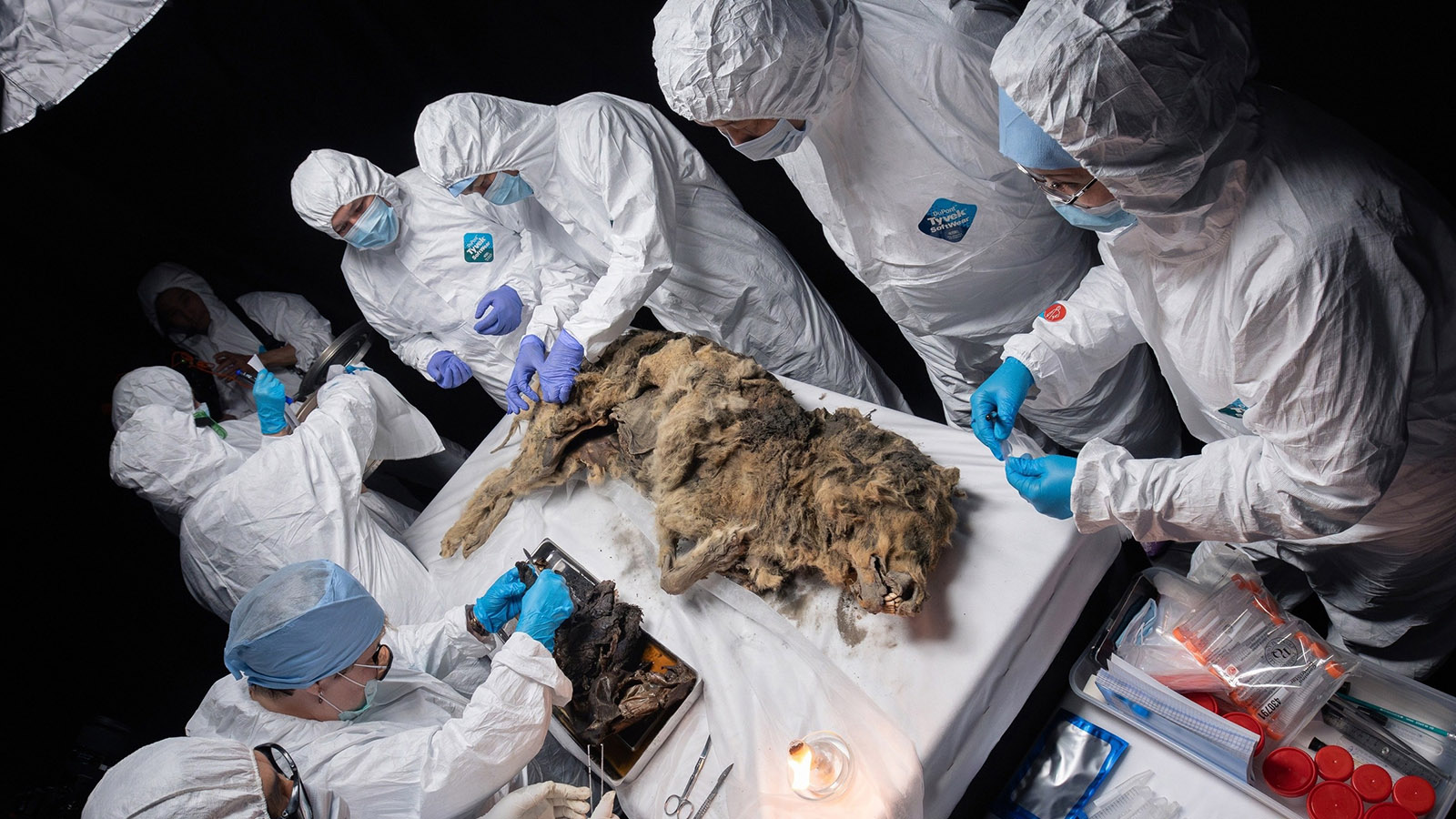 <p>В СВФУ провели аутопсию мумии древнего волка. Возраст останков&nbsp;&mdash; более 44 тыс. лет</p>