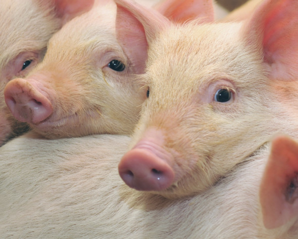 В РТ выявили три очага африканской чумы свиней