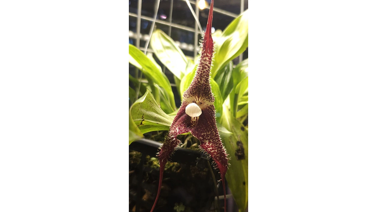 «Орхидея-вампир» — дракула химера (Dracula chimaera)