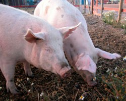 В Россию запретят ввоз датских свиней