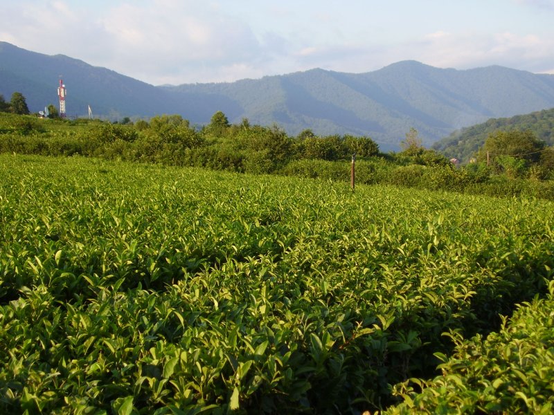 В Сочи хотят обанкротить очередного производителя краснодарского чая