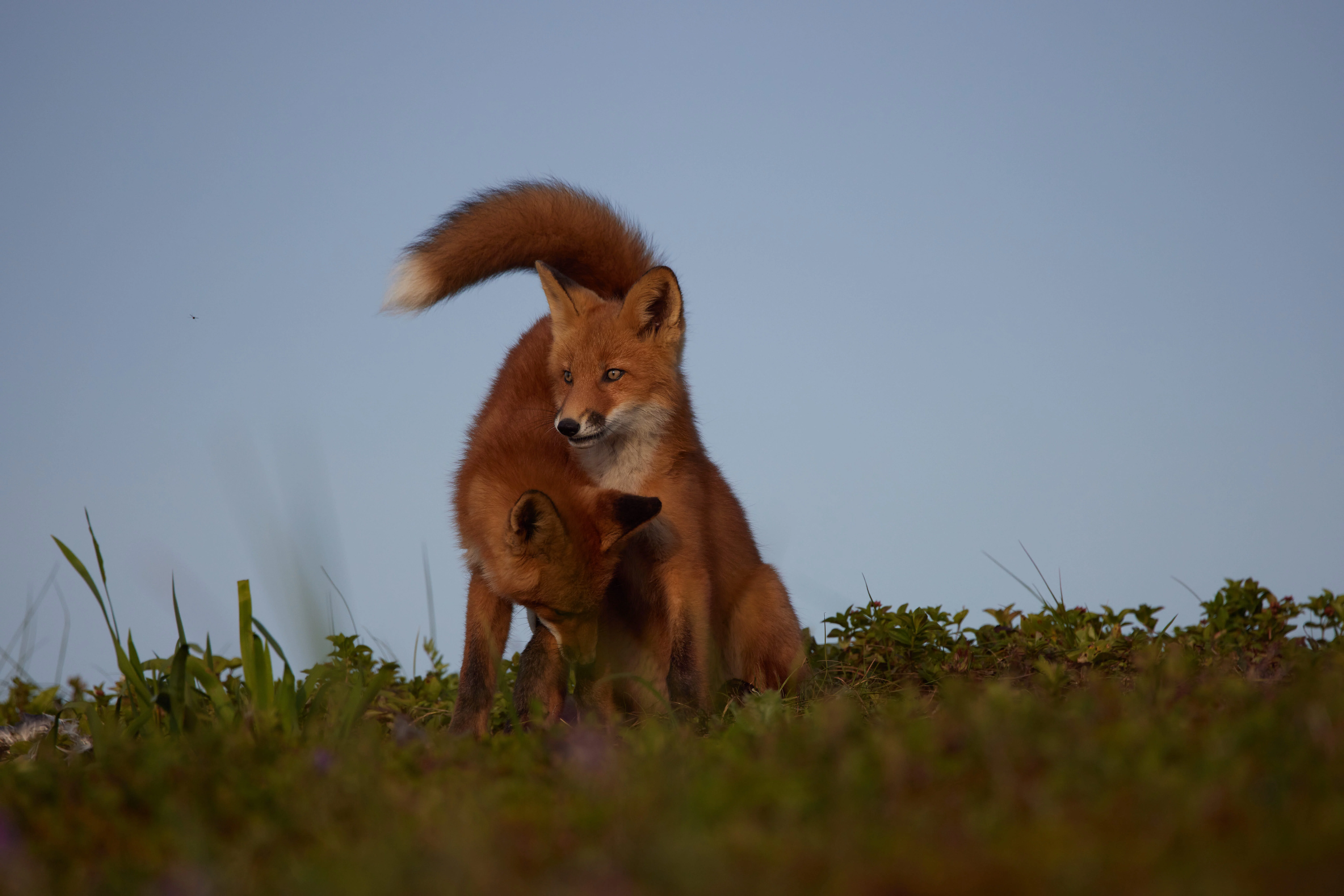 Правительство Камчатского края