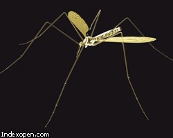 Тайваньская ведущая попала в больницу из-за укуса комара в прямом эфире
