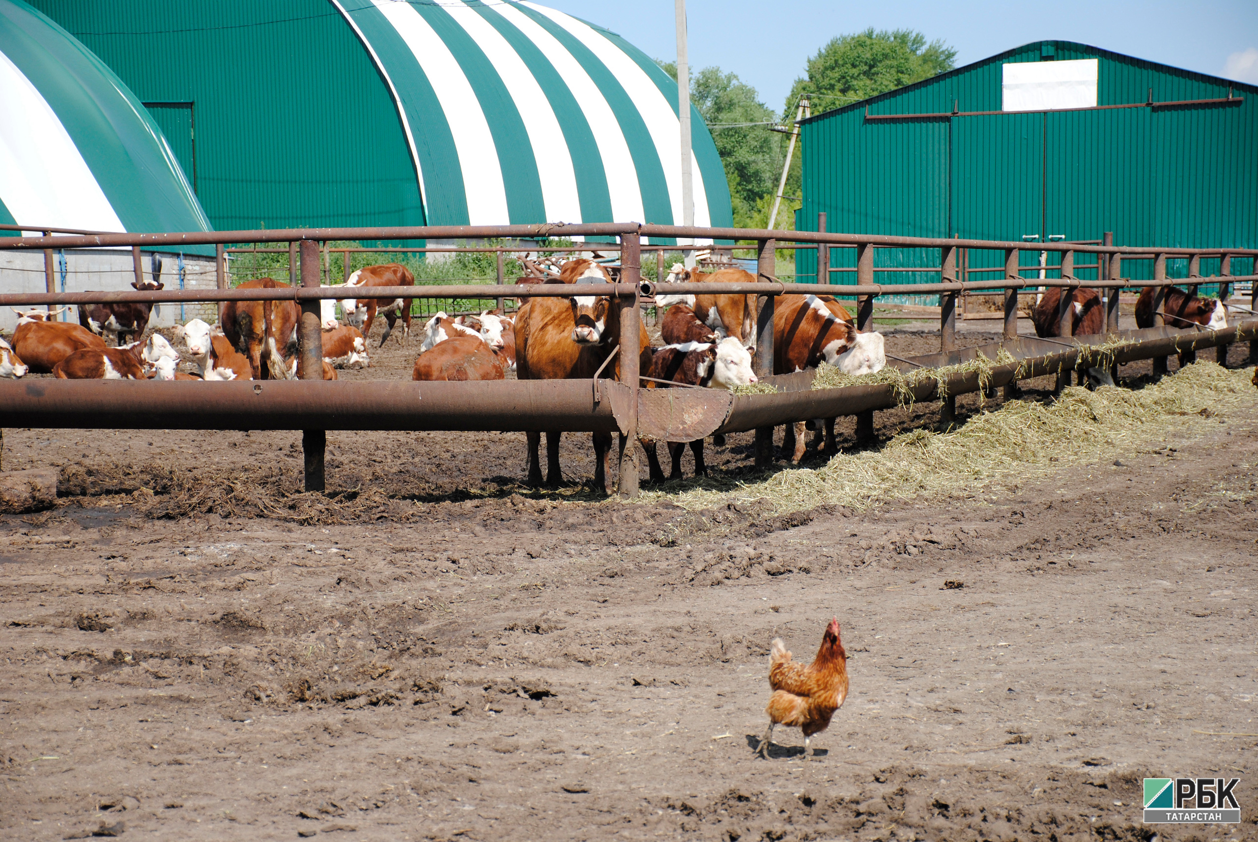 У фермеров Татарстана изымут животных для ликвидации очагов АЧС