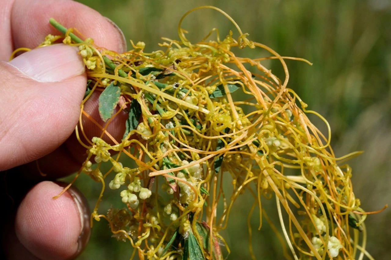 телеграм-канал управления Россельхознадзора по КО