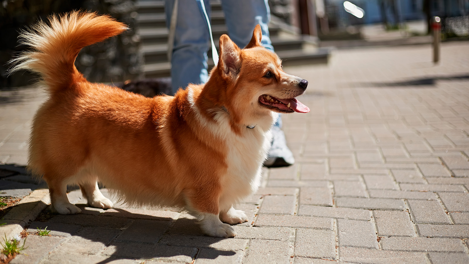 Кинолог назвал главную угрозу для собак весной. Как обезопасить питомца