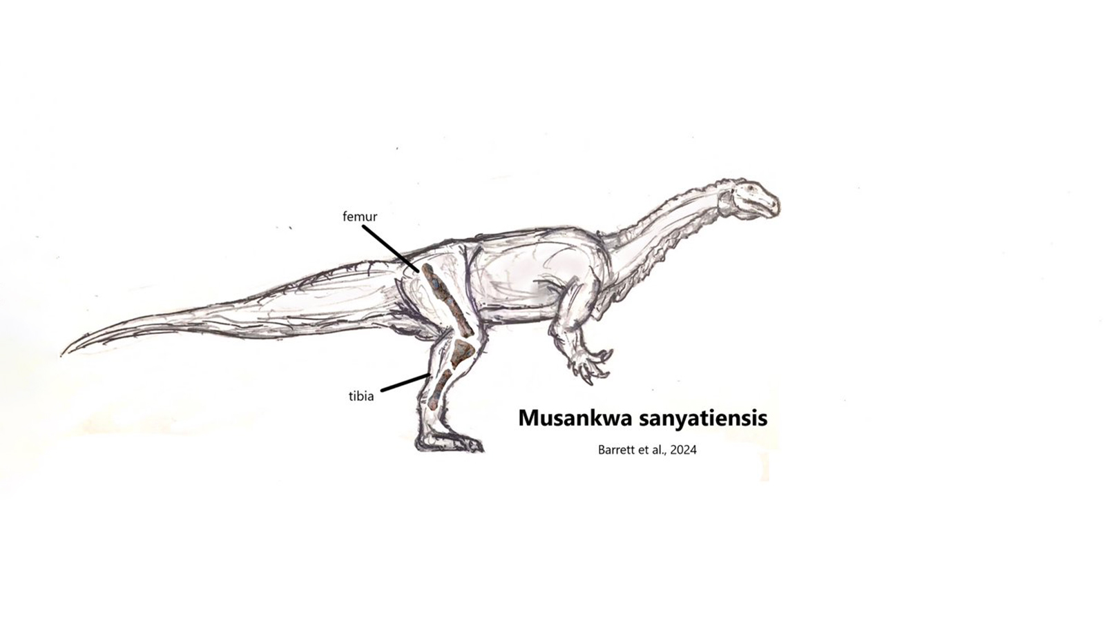<p>Рисунок-реконструкция, как мог выглядеть представитель вида Musankwa sanyatiensis</p>
