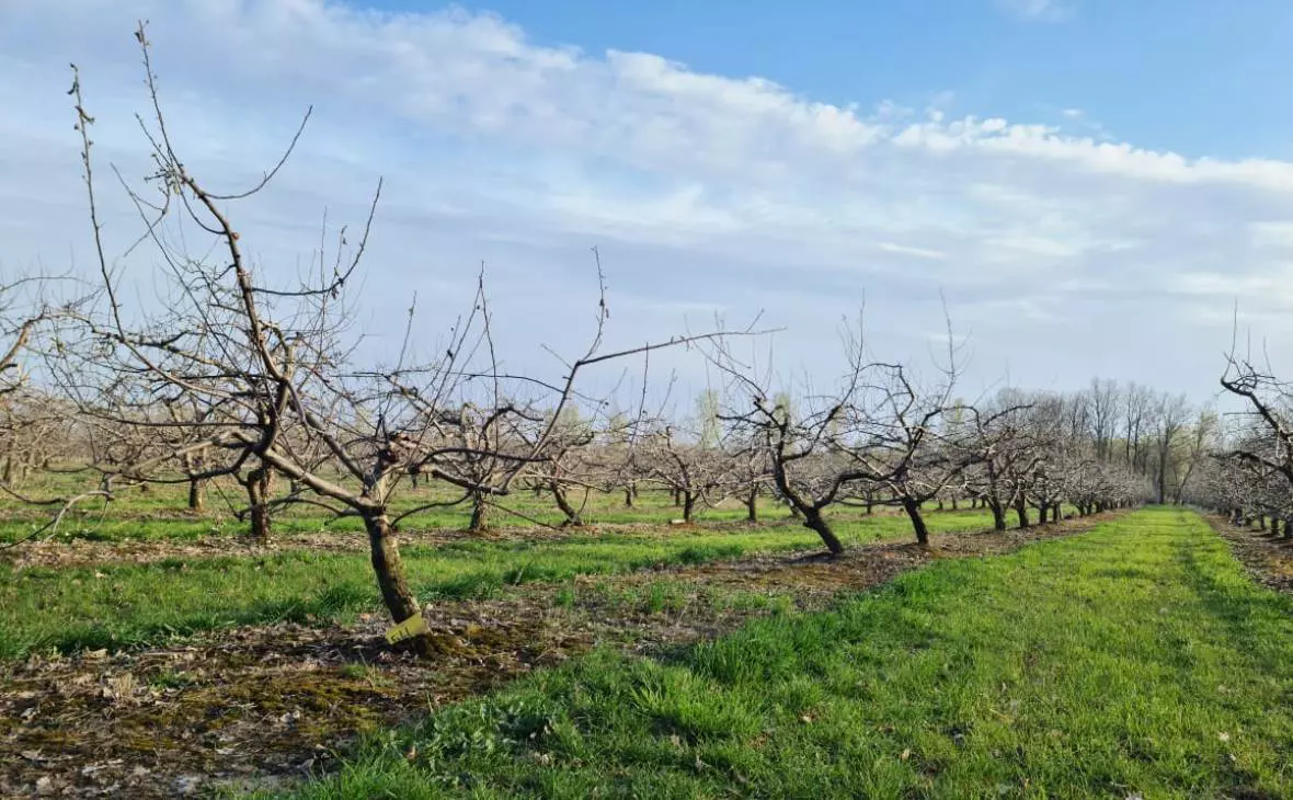 РБК Черноземье