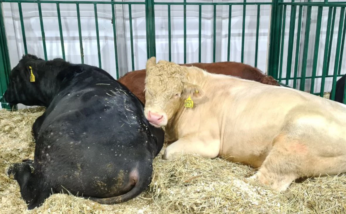 РБК Черноземье