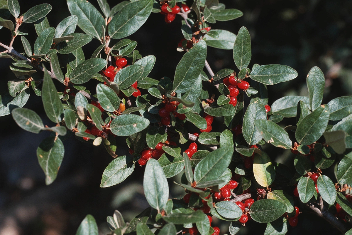 Шефердия канадская