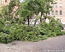 Массовое падение деревьев вызвала гроза в Петербурге 
