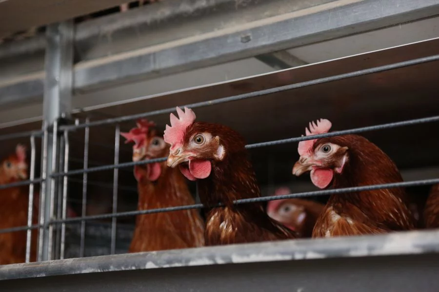 Инвестпроекты АПК Красноярского края получили более ₽830 млн господдержки