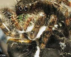 Дома австралийцев атакуют ядовитые пауки