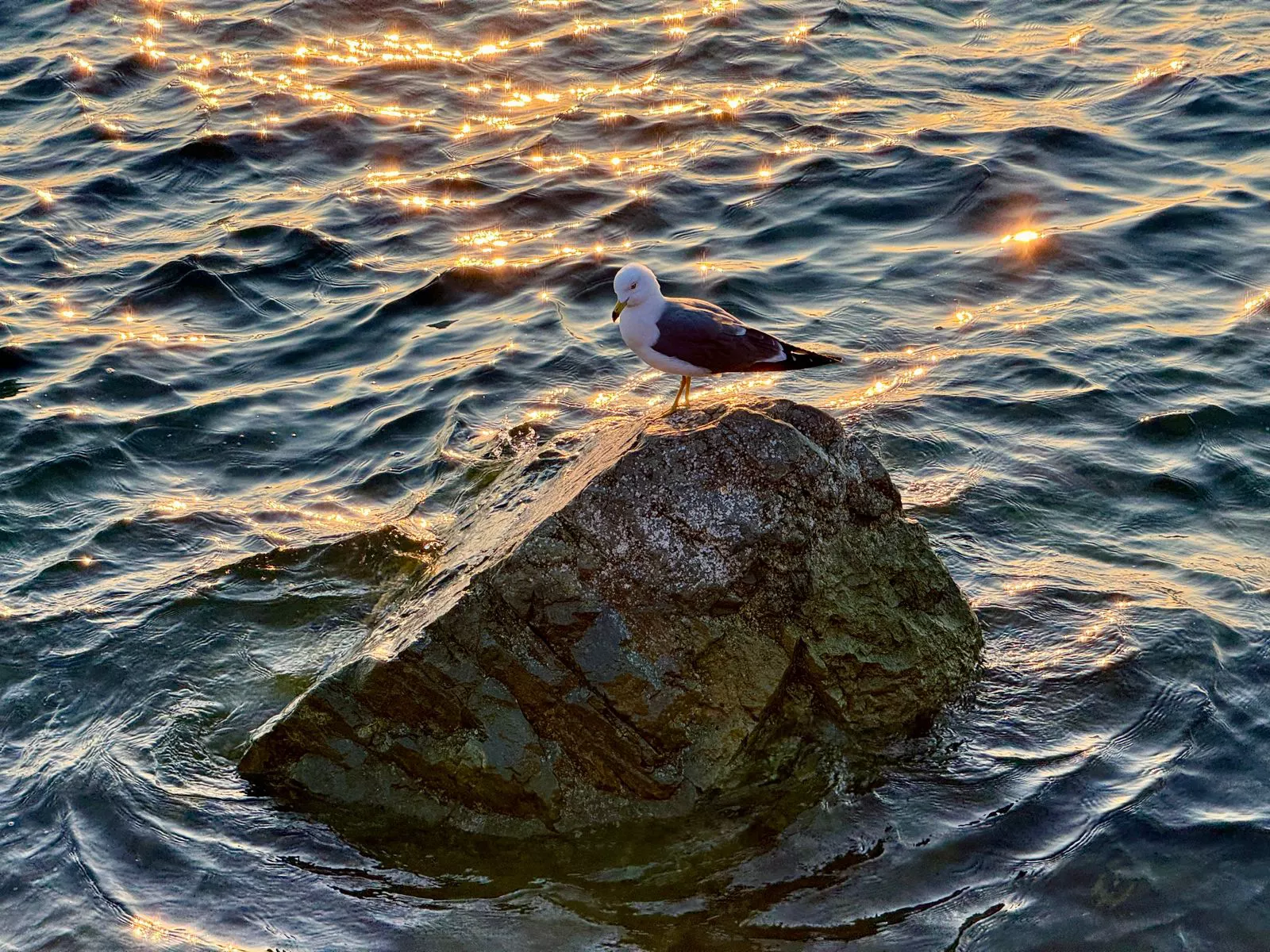 РБК Приморье