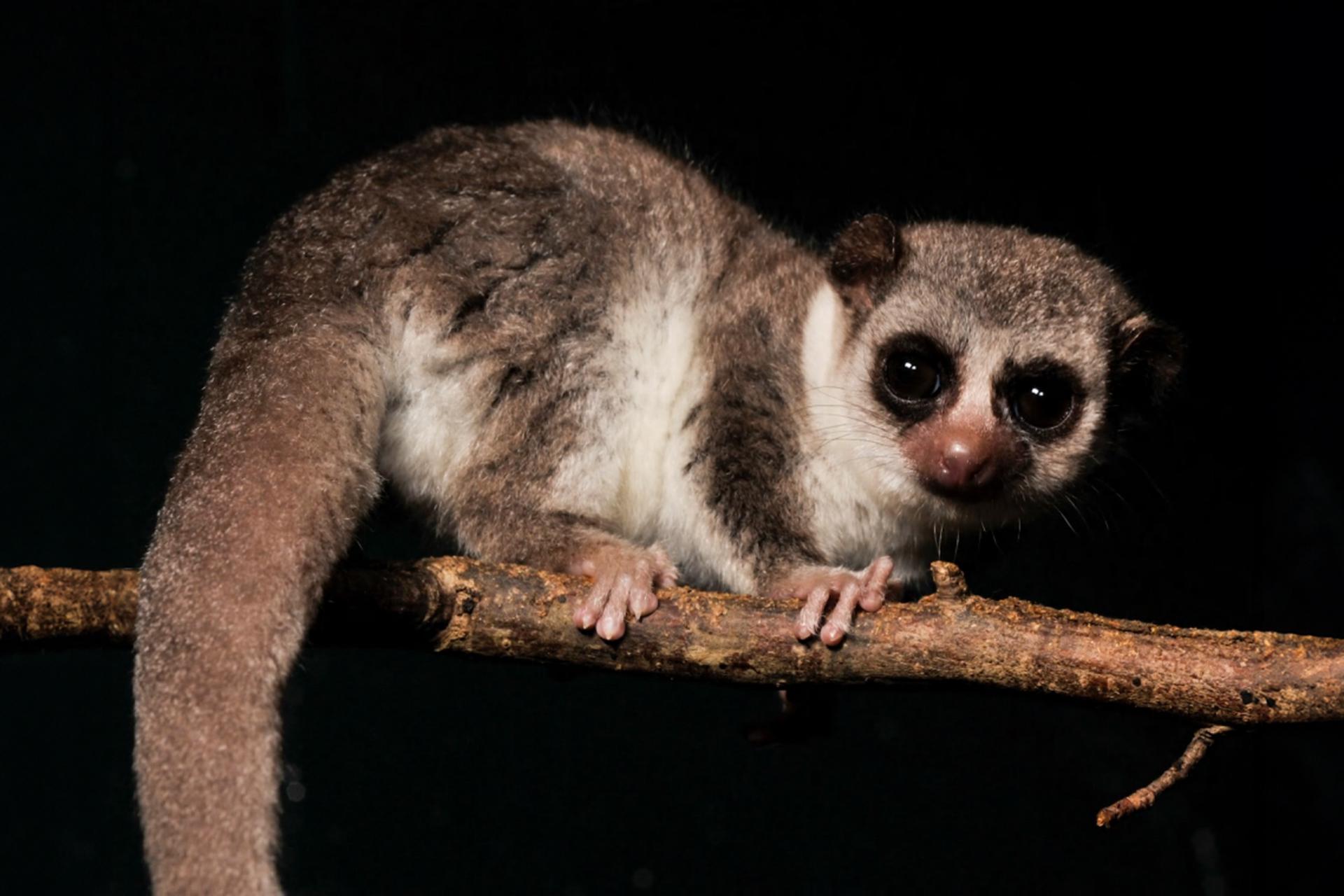 Фото: David Haring / Duke Lemur Center