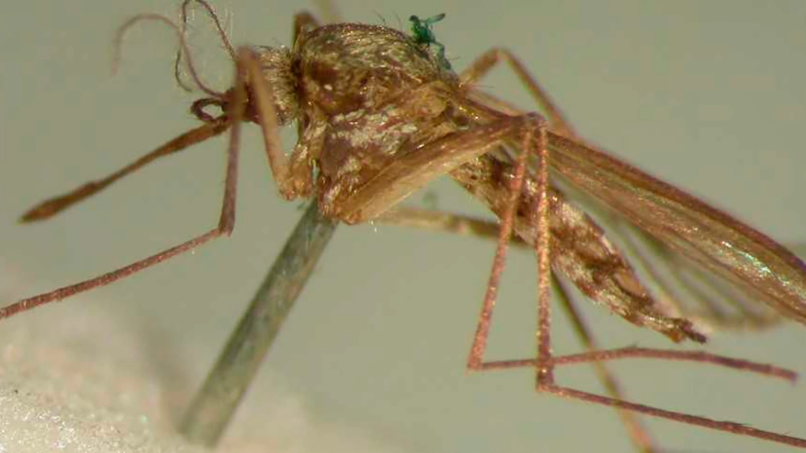 Комар вида Aedes sticticus