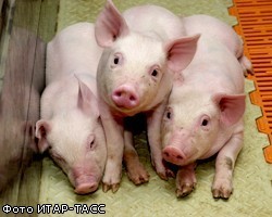 Правительство РФ признало провал в борьбе с африканской чумой свиней 
