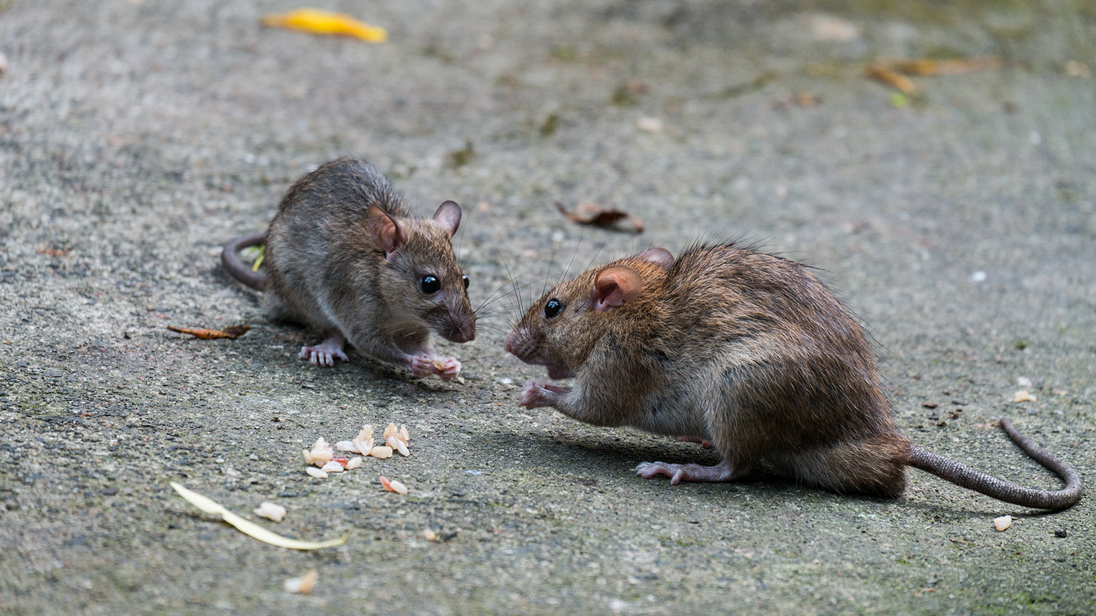 <p>На сегодняшний день в Риме насчитывается около 7 млн крыс, что стало причиной проведения специальной операции по борьбе с грызунами</p>