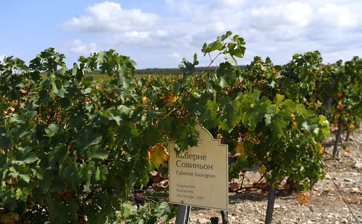 Екатерина Чеснокова / РИА Новости