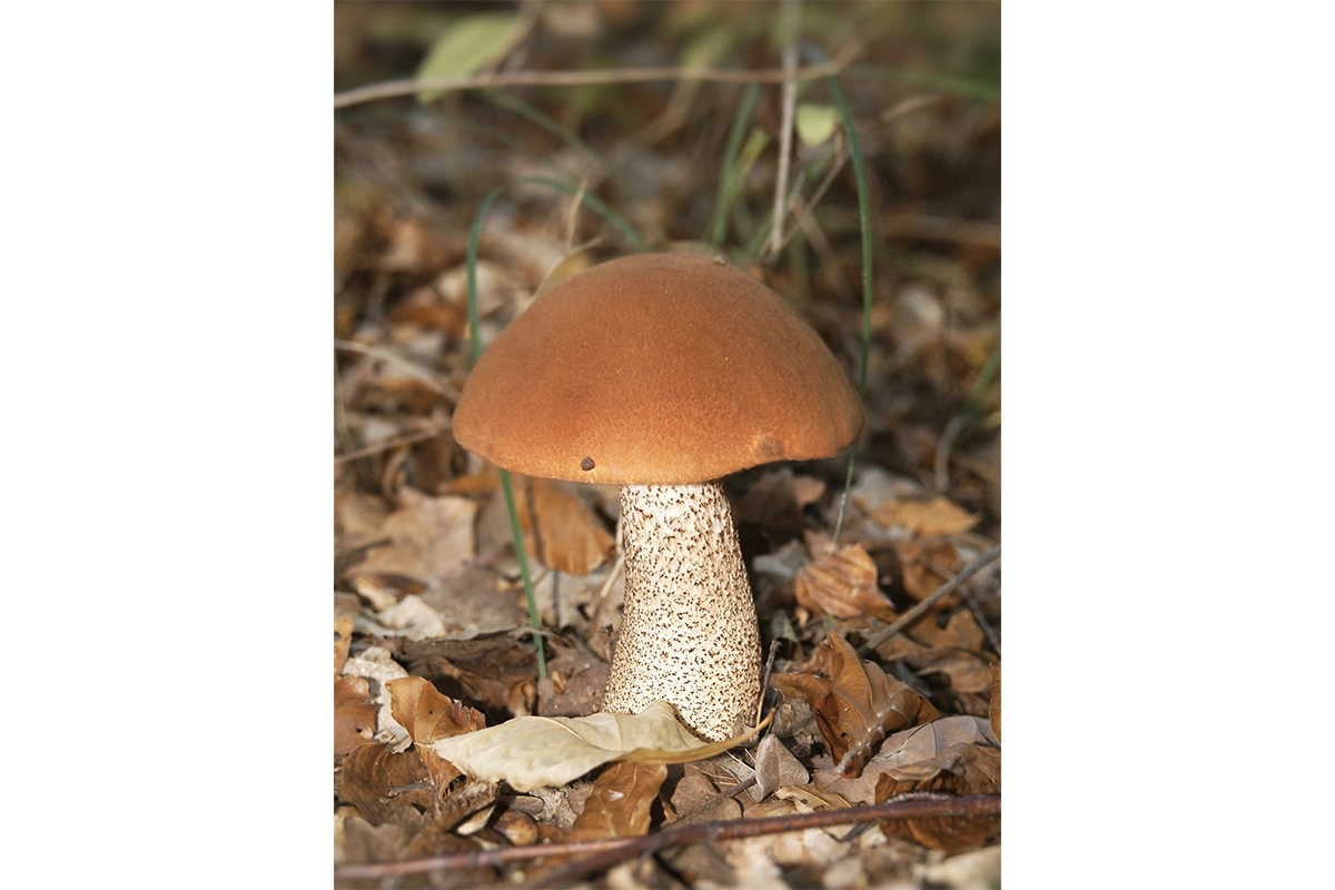 Подосиновик красный
