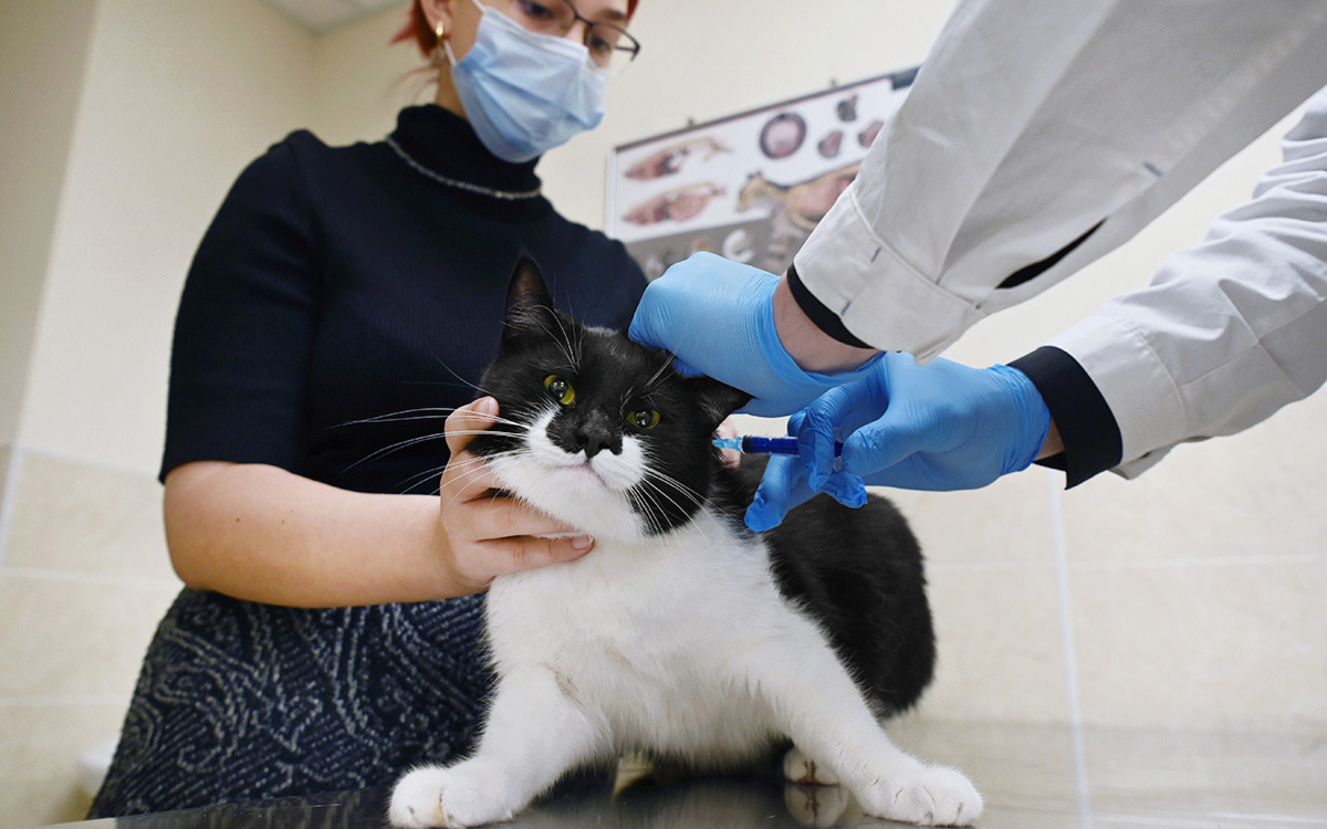 Врачи рассказали, надо ли вакцинировать домашних животных от COVID-19 — РБК
