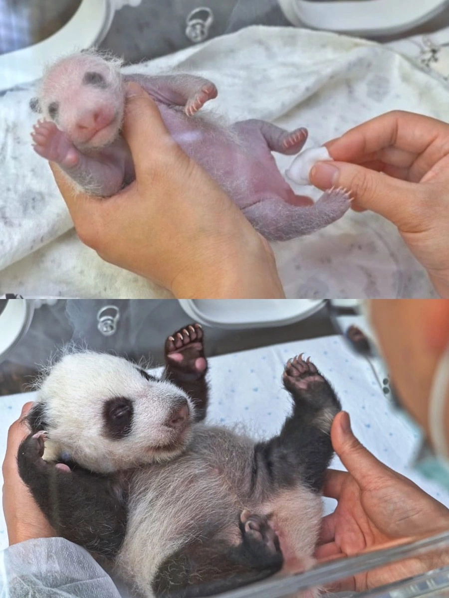 <p>Вот как вырос детеныш панды за полтора месяца</p>