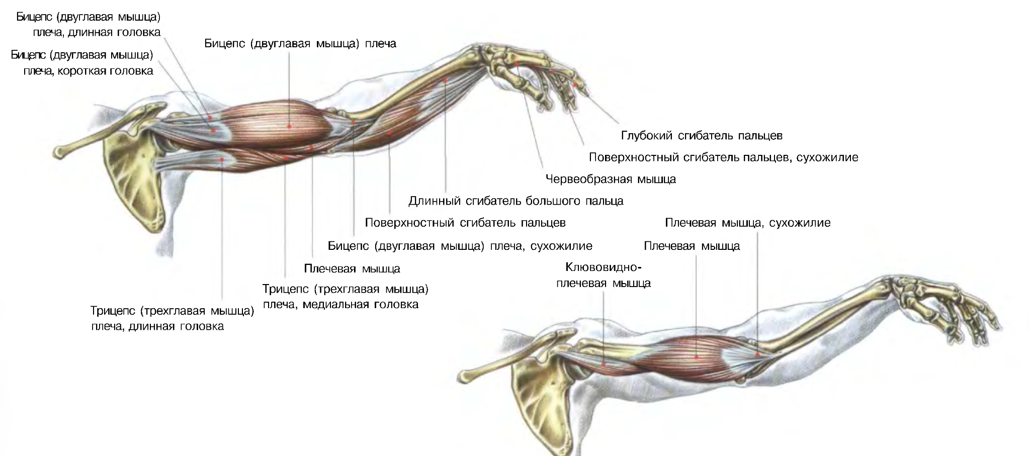 Марк Велла, &laquo;Атлас анатомии для силовых упражнений и фитнеса&raquo;, иллюстрация Джеймса Берранже