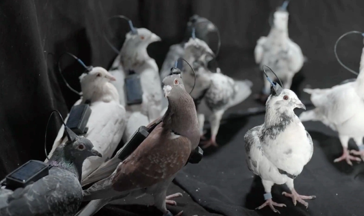 Голуби-биодроны PJN-1