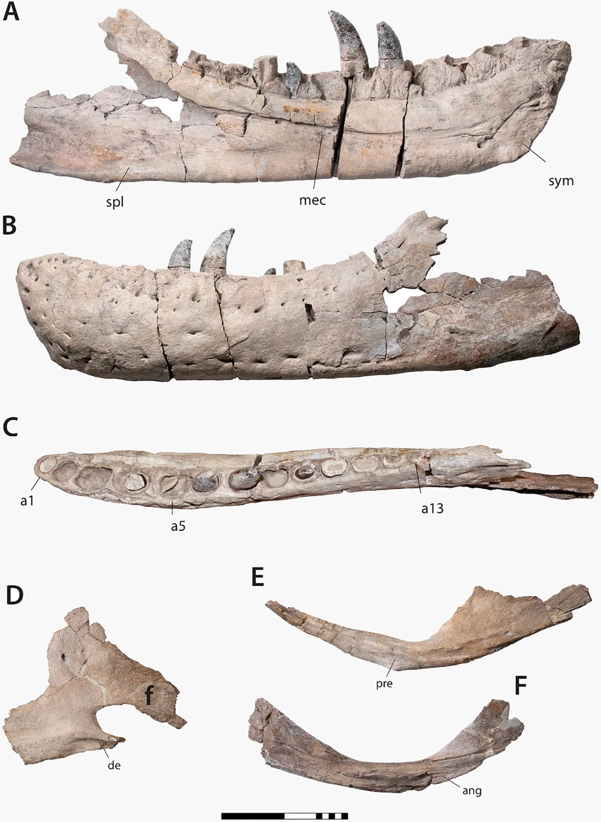 <p>Останки&nbsp;Tyrannosaurus mcraeensis</p>