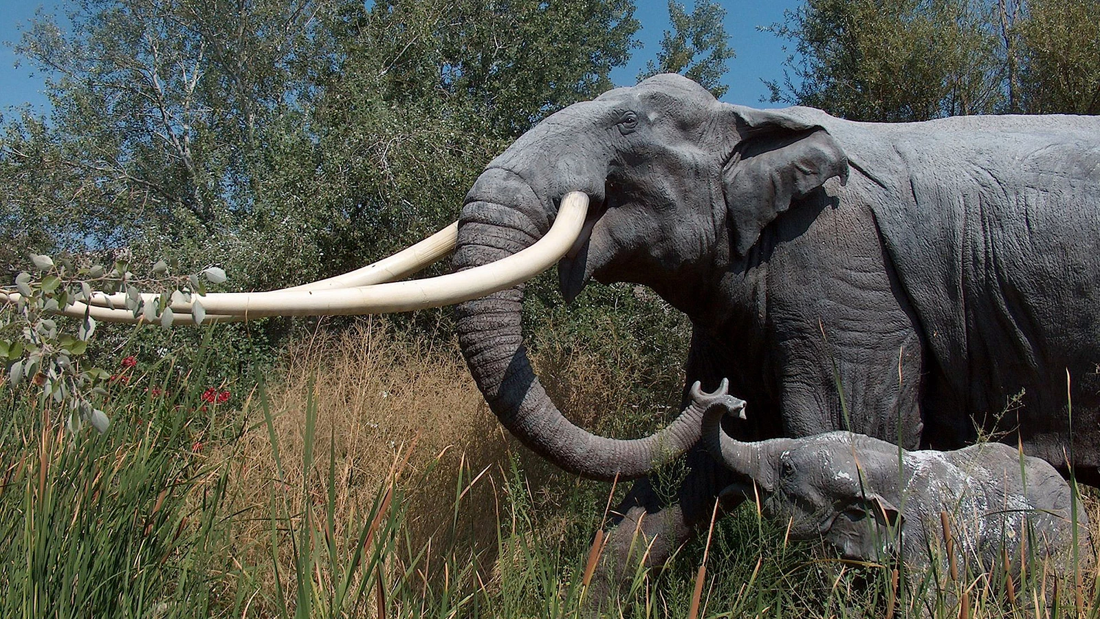 <p>Прямобивневый лесной слон (реконструкция)</p>