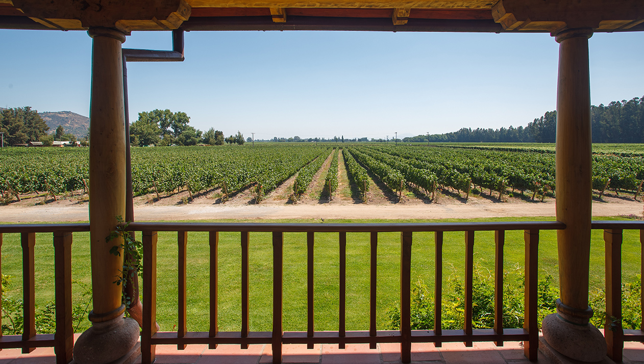 Госдума разрешила строить гостиницы на виноградниках