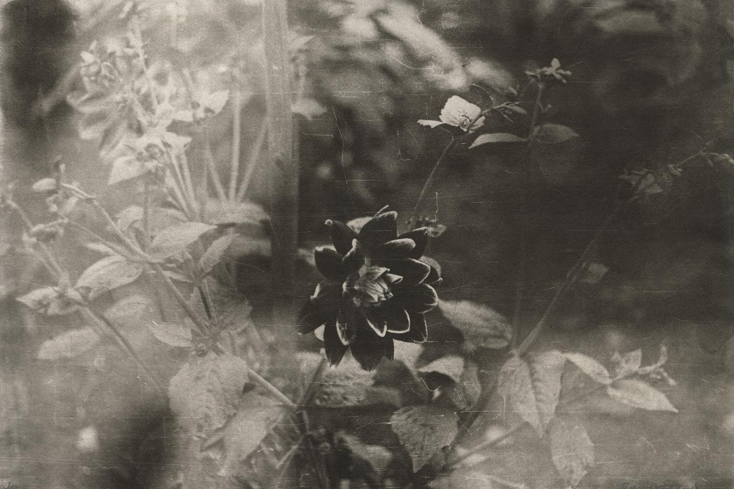 Алексей Веселовский. &laquo;Цветок&raquo;,&nbsp;1937