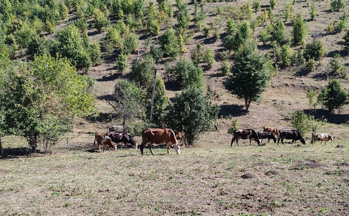 РБК Черноземье