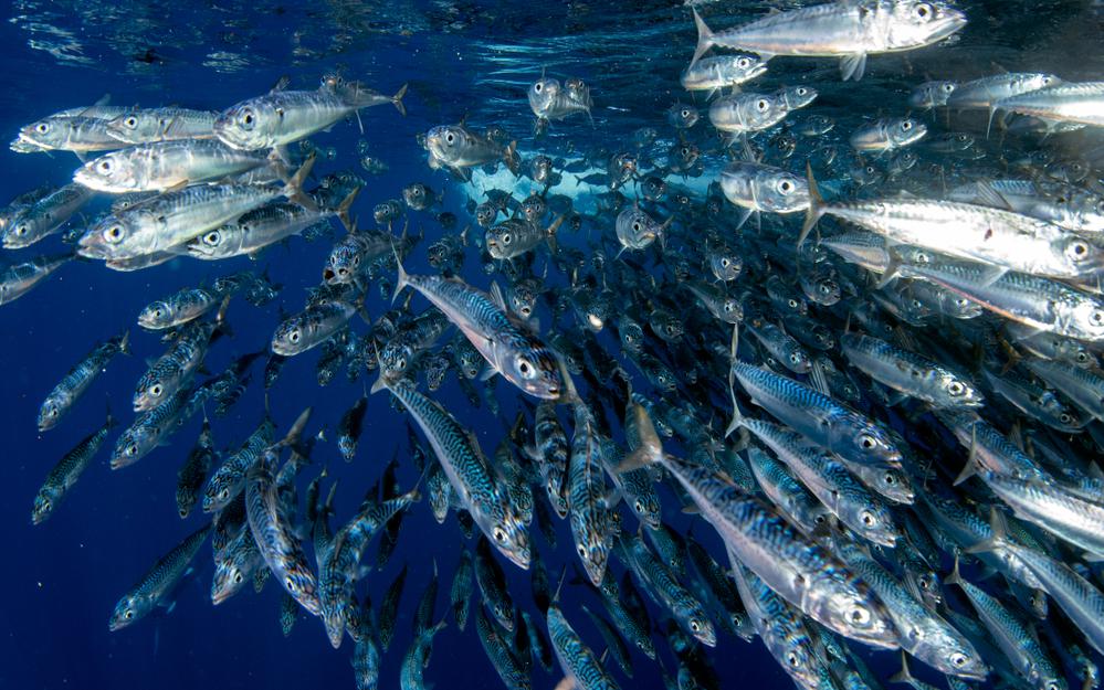 Фото: Shutterstock