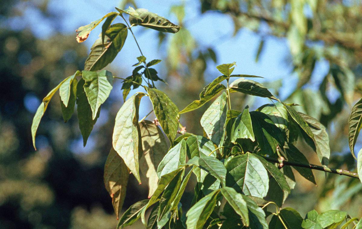 Американский клен может расти даже на пустырях, вдоль дорог, на заброшенных землях.
