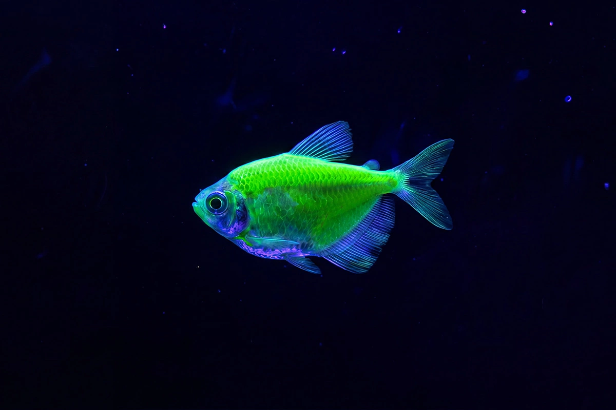 Глофиш (GloFish)