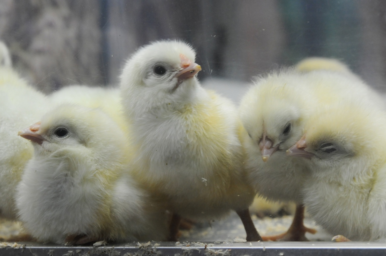 Птицефабрика закупает 914 тыс. цыплят