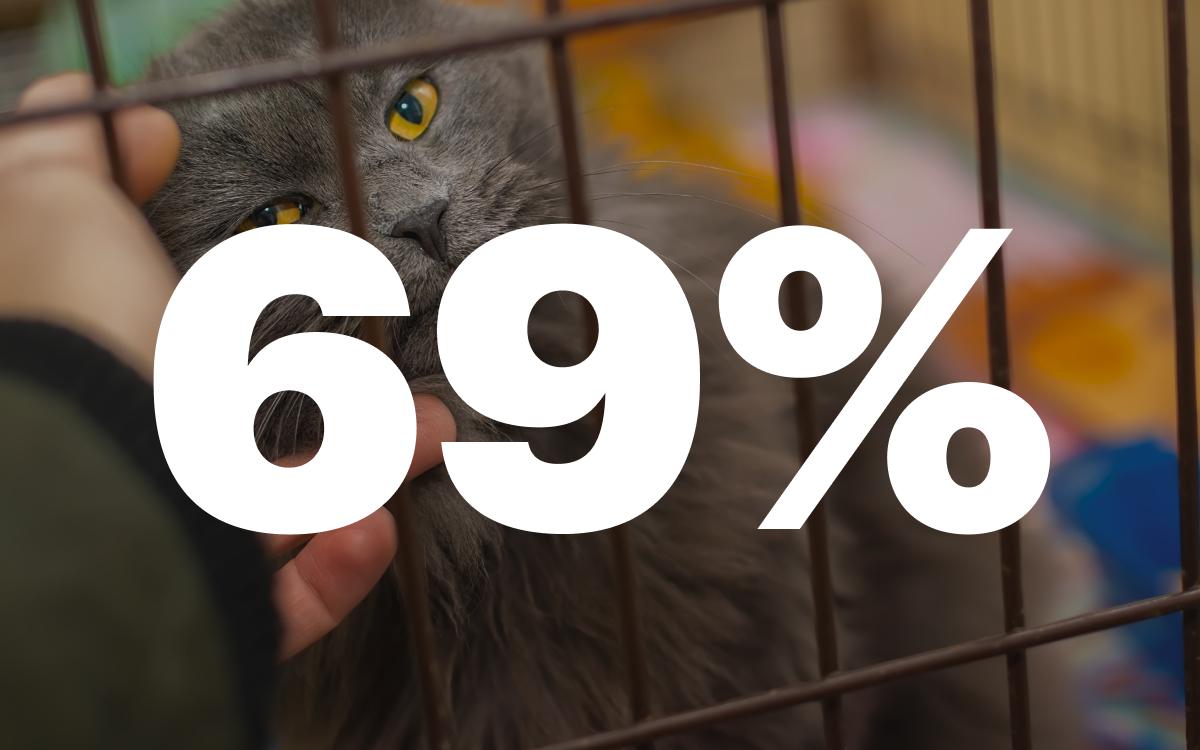 До 69% выросла доля респондентов, готовых жертвовать на помощь животным